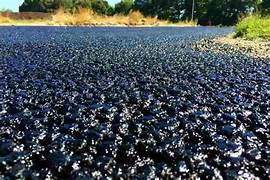 Bituminous Products